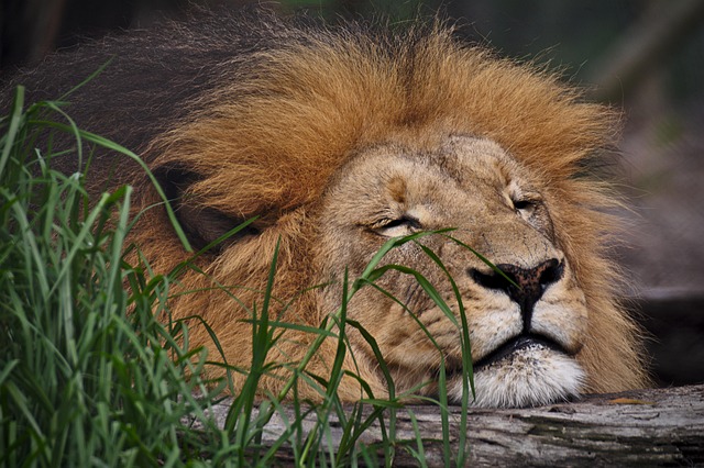 sleep